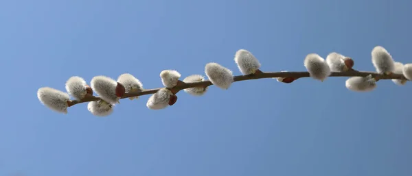 Der Weidenzweig Blühte Frühling — Stockfoto