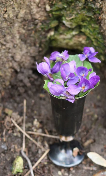 Ramo Violetas Jarrón — Foto de Stock