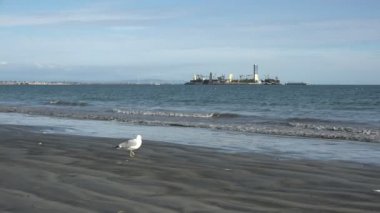 Long Beach Limanı 'ndaki petrol sondaj atıkları yüzünden kumların üzerindeki martı karardı.