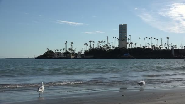 Seagulls Shore Grissom Oil Drilling Island Long Beach — Stock Video