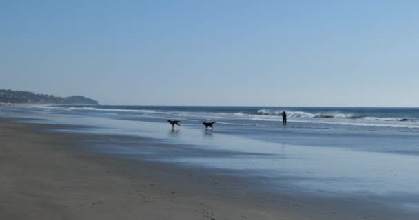 南カリフォルニアの海岸を走る犬 — ストック動画
