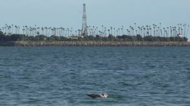 Long Beach Limanı 'ndaki bir sondaj adasında petrol kuyusu.