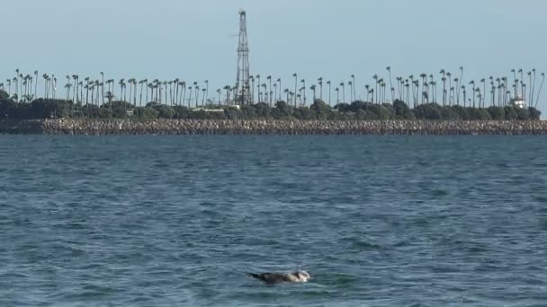 长滩港海上钻井岛上的油井井架 — 图库视频影像
