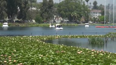 Çeşmeli gölde güzel bir nilüfer yaprağı