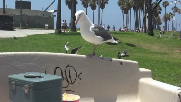 Möwen Kämpfen Strand — Stockvideo