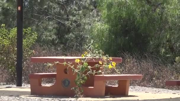 Grande Girasole Che Soffia Nel Vento Area Picnic Nel Deserto — Video Stock