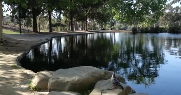 Fåglar Flyger Över Vacker Damm Naturlig Parkland — Stockvideo