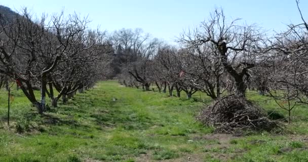 Huerto Manzanas Recuperándose Después Incendio Forestal — Vídeo de stock