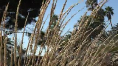 Yaz rüzgarında esen uzun otların yakınına.