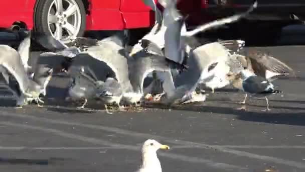 一群海鸥在停车场里争夺食物 — 图库视频影像