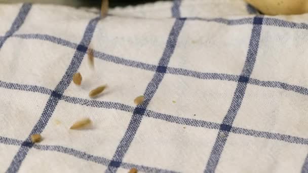 Pouring Sunflower Seeds Kitchen Towel Slow Motion — Stock Video