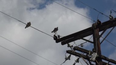 Elektrik hattına takılan kuşlara yakın çekim