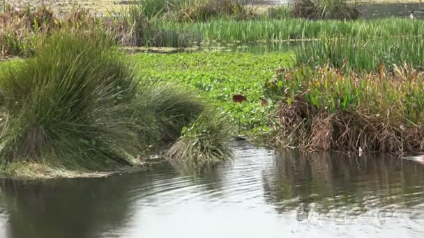 Επίσημοι Κήποι Στις Όχθες Της Λίμνης Στο Echo Park Στο — Αρχείο Βίντεο