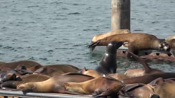 美しい湾のドックにあるアザラシとアシカ — ストック動画