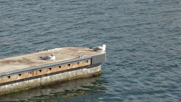 Seagulls Resting Narrow Dock Extending Out Bay Water — Vídeo de stock