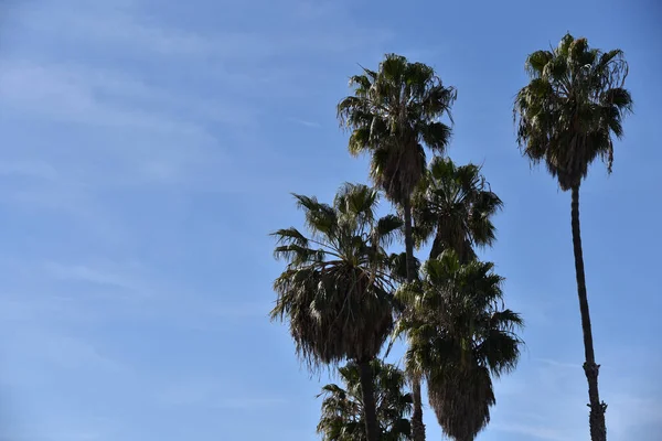 热带海滨度假胜地蓝天映衬下的一丛丛美丽的棕榈树 — 图库照片
