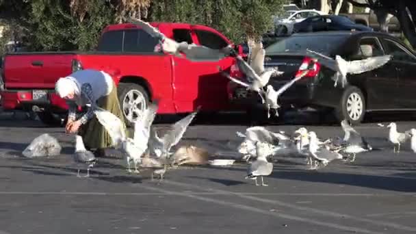 洛杉矶 2020年1月11日 一位在停车场喂海鸥的老妇人 — 图库视频影像
