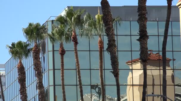 Palmeras Reflejándose Edificio Vidrio Hermoso Día Verano — Vídeos de Stock