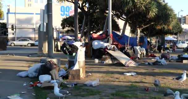 Los Angeles Usa January 2021 Seagulls Feeding Homeless Camp Macarthur — стоковое видео