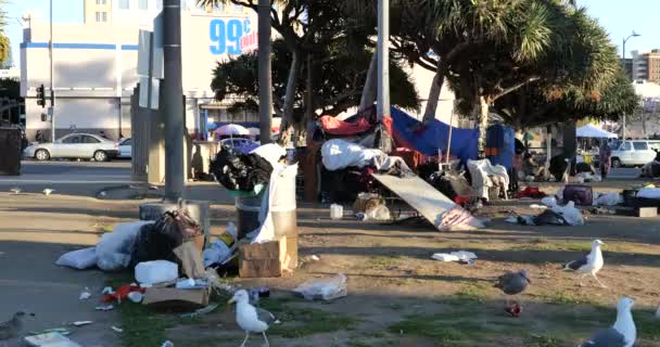 Los Angeles Usa January 2021 Seagulls Feeding Homeless Camp Macarthur — стоковое видео