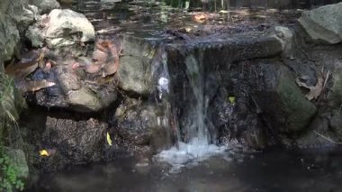 Küçük bir derede ya da derede bir dizi şelale