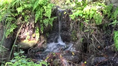 Eğreltiotları olan bir ormanda küçük çağlayan şelale.