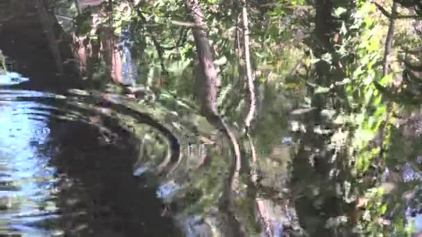 池の水をさざ波状にする森林反射 — ストック動画