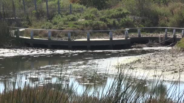 Ponte Pedonale Una Laguna Poco Profonda Nella Laguna Malibu — Video Stock