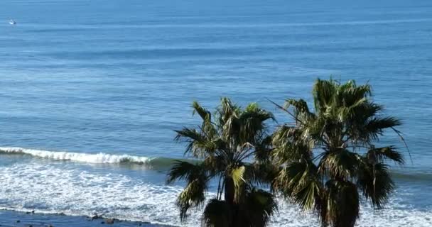 熱帯の休暇リゾートで太平洋のビーチ沿いのヤシの木 — ストック動画