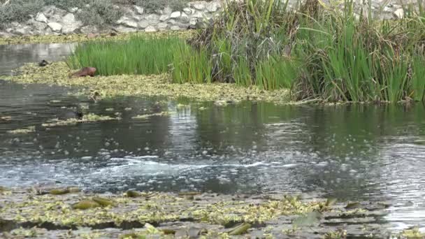 Patos Nadando Estanque Lirios Por Agua Burbujeante — Vídeo de stock