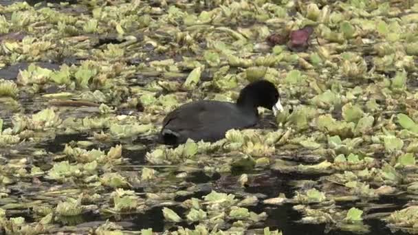 Duck Feeding Pond Springtime — Stock Video