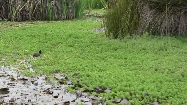 Een Eend Voedt Zich Met Nieuwe Plantengroei Een Vijver Lente — Stockvideo