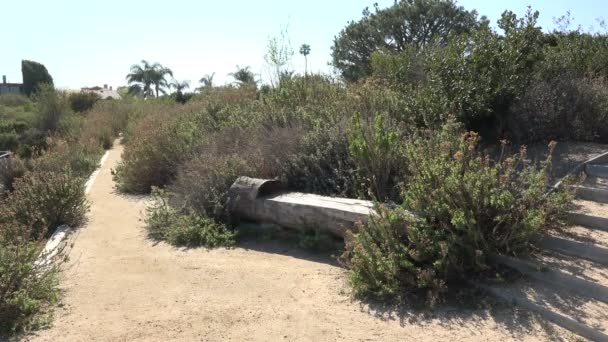 Log Carved Bench Nature Trail — Stock Video