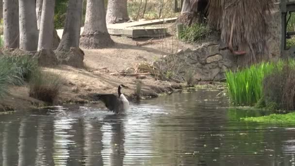 Geese Flapping Wings Beautiful Pond — Stock Video