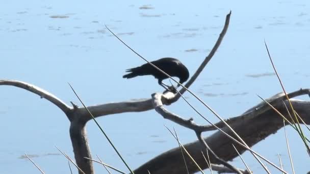 Crow Branch Malibu Lagoon Eating — Stock Video