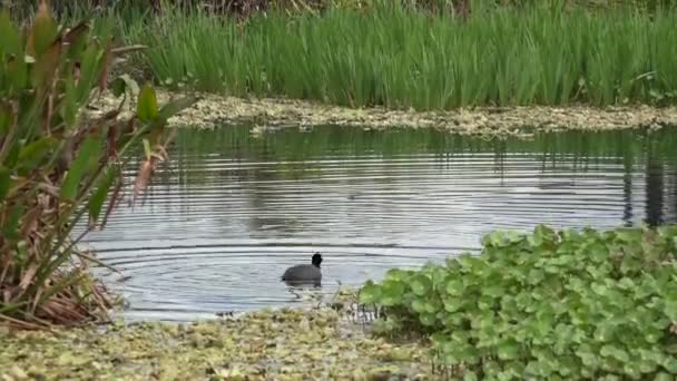 Duck Swimming Beautiful Lily Pond — Stock Video