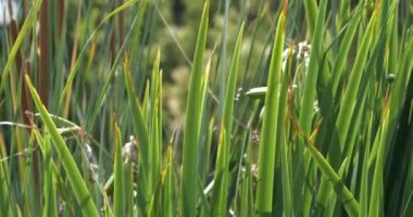 Uzun otlar ve bitkiler ağır çekimde esiyor.