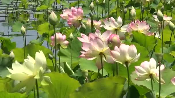Hermosas Flores Loto Rosa Estanque Lirios Parque — Vídeo de stock