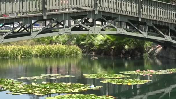 公園の橋の下のユリ池で泳ぐアヒル — ストック動画