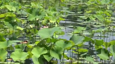 Gölde büyüyen bir nilüfer yaprağının yakınında.