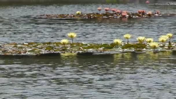 Bellissimi Grappoli Ninfee Gialle Rosa Galleggianti Uno Stagno Una Giornata — Video Stock