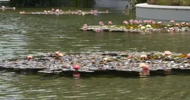 Roze Waterlelies Drijven Een Vijver Een Zonnige Zomerdag — Stockvideo