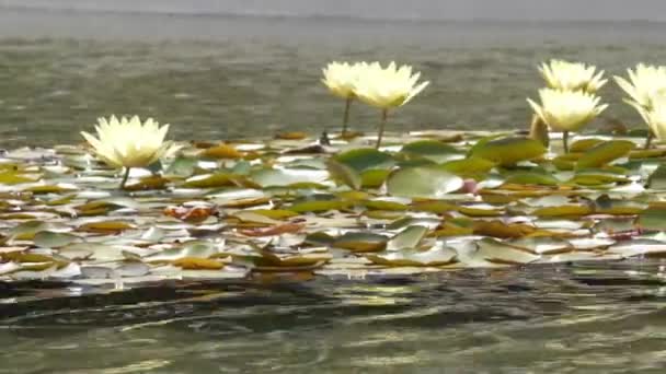 Beaux Nénuphars Jaunes Fleurs Lotus Flottant Dans Étang — Video
