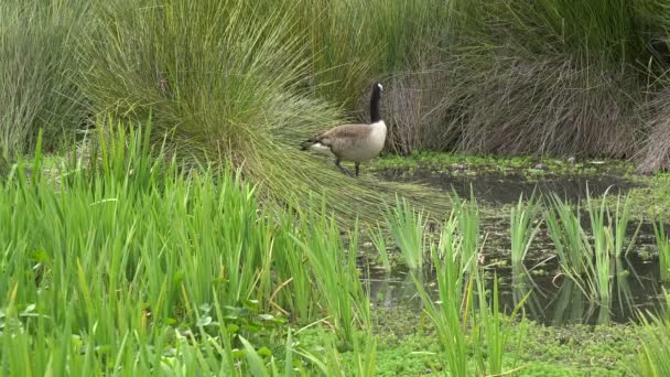 Gås Det Höga Gräset Vid Damm Sommaren — Stockvideo