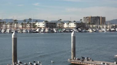 Kaliforniya 'daki Marina del Rey rıhtımında martılar dolanıyor.