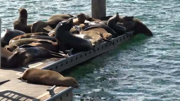 Phoque Tentant Hisser Sur Quai Dans Une Marina — Video