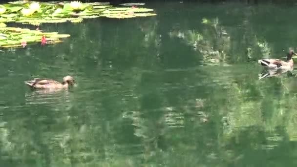 カモが池の水の中に頭を突っ込む — ストック動画