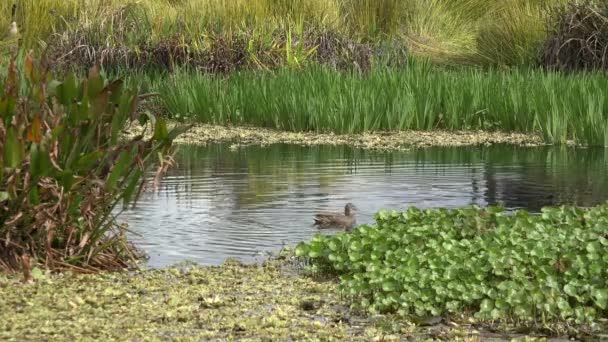Ducks Swimming Beautiful Pond Springtime — Stock Video