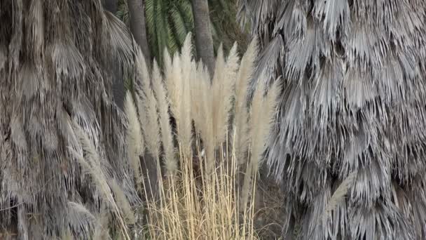 Herbe Ornementale Plumes Poussant Sur Les Rives Étang — Video