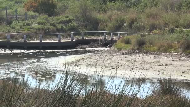 Een Voetgangersbrug Malibu Lagoon — Stockvideo